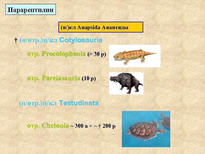 Парарептилии (п/)кл Anapsida Анапсиды † (н/отр. )п/кл Cotylosauria отр. Procolophonia (> 30 р) отр.