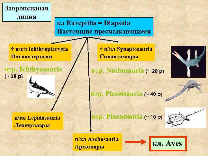 Завропсидная линия кл Eureptilia = Diapsida Настоящие пресмыкающиеся † п/кл Ichthyopterygia Ихтиоптеригии отр. Ichthyosauria