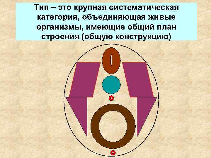 Тип – это крупная систематическая категория, объединяющая живые организмы, имеющие общий план строения (общую