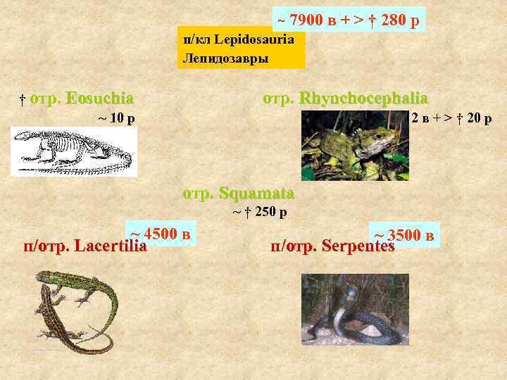 ~ 7900 в + > † 280 р п/кл Lepidosauria Лепидозавры † отр. Eosuchia