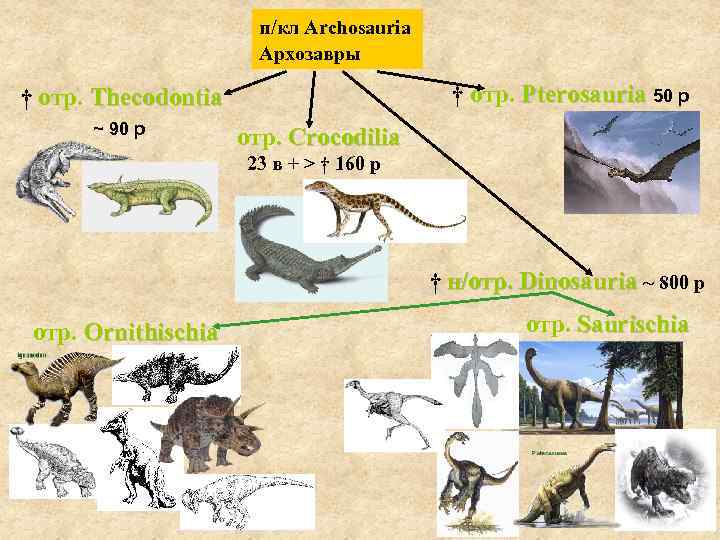 п/кл Archosauria Архозавры † отр. Pterosauria 50 р † отр. Thecodontia ~ 90 р