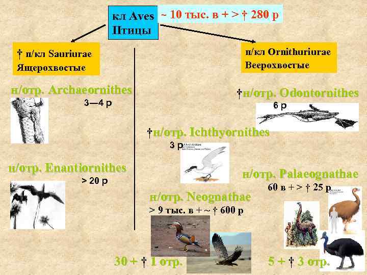 кл Aves Птицы ~ 10 тыс. в + > † 280 р п/кл Ornithuriurae