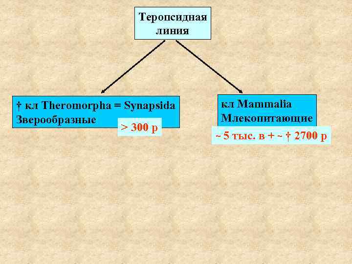 Теропсидная линия † кл Theromorpha = Synapsida Зверообразные > 300 р кл Mammalia Млекопитающие