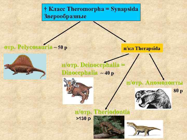 † Класс Theromorpha = Synapsida Зверообразные отр. Pelycosauria ~ 50 р п/кл Therapsida н/отр.