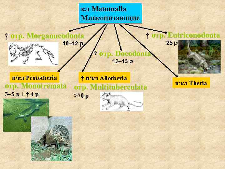 кл Mammalia Млекопитающие † отр. Eutriconodonta † отр. Morganucodonta 25 р 10– 12 р