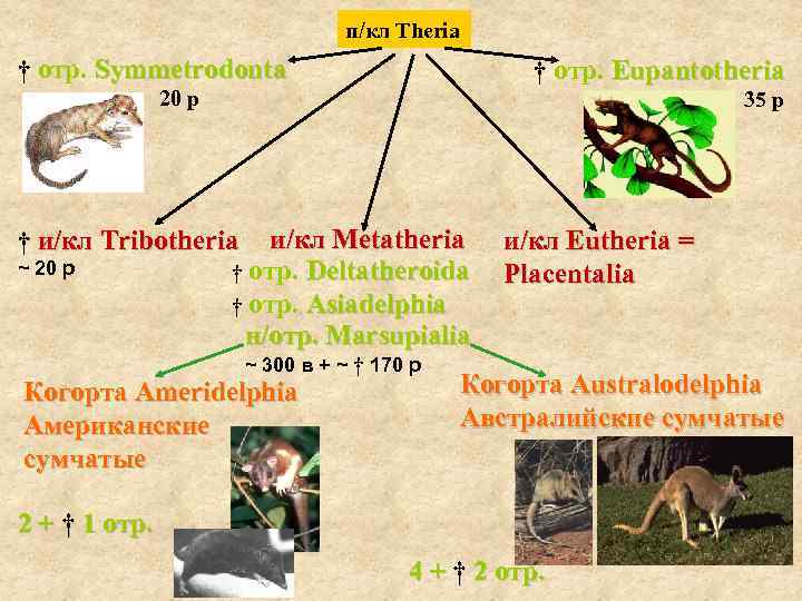 п/кл Theria † отр. Symmetrodonta † отр. Eupantotheria 20 р 35 р и/кл Metatheria