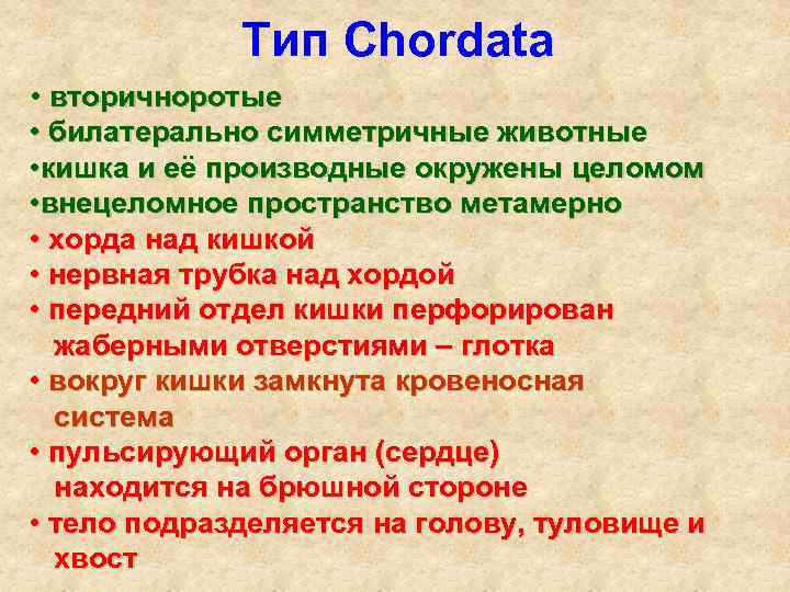 Тип Chordata • вторичноротые • билатерально симметричные животные • кишка и её производные окружены