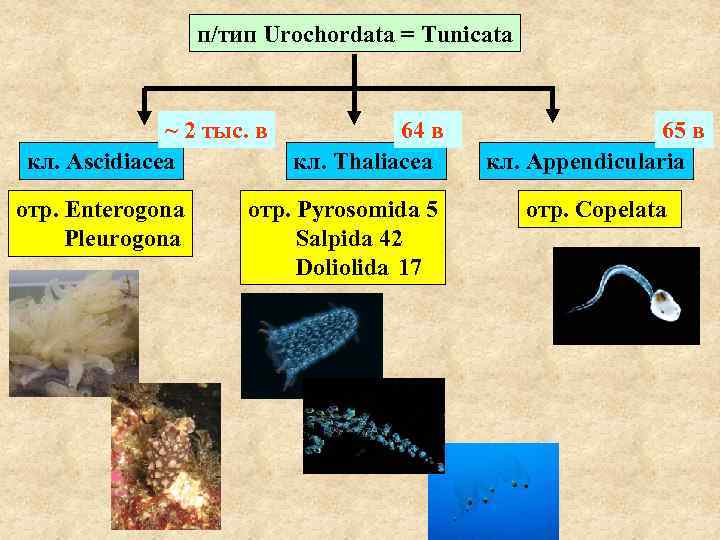 п/тип Urochordata = Tunicata ~ 2 тыс. в кл. Ascidiacea отр. Enterogona Pleurogona 64