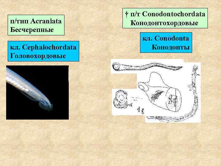 п/тип Acraniata Бесчерепные кл. Cephalochordata Головохордовые † п/т Conodontochordata Конодонтохордовые кл. Conodonta Конодонты 