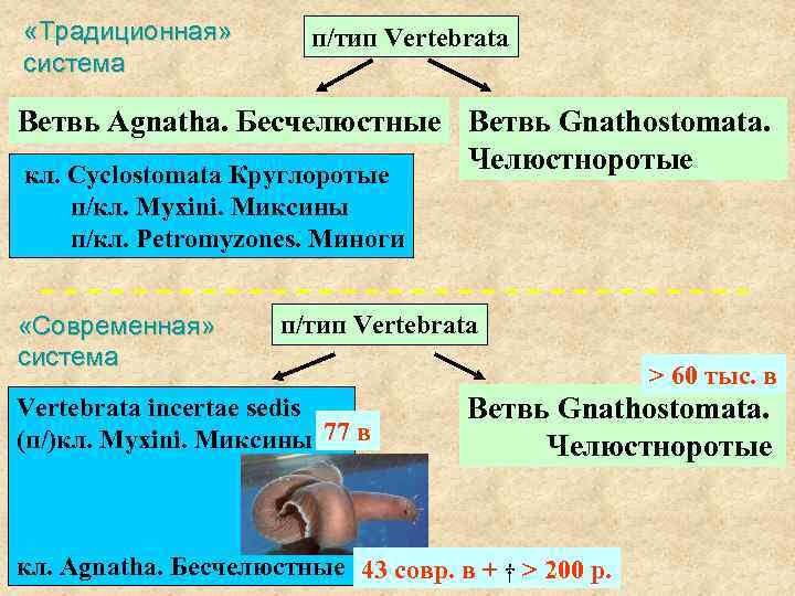  «Традиционная» система п/тип Vertebrata Ветвь Agnatha. Бесчелюстные Ветвь Gnathostomata. Челюстноротые кл. Cyclostomata Круглоротые