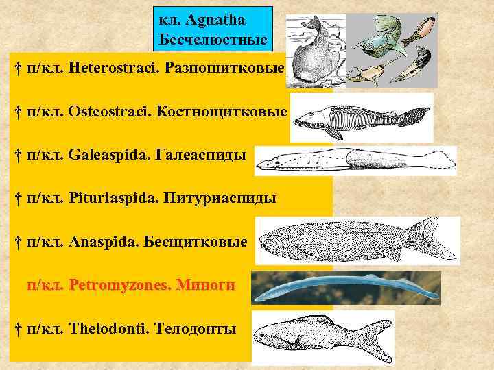 кл. Agnatha Бесчелюстные † п/кл. Heterostraci. Разнощитковые † п/кл. Osteostraci. Костнощитковые † п/кл. Galeaspida.