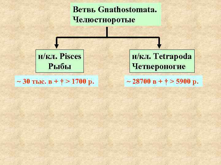 Ветвь Gnathostomata. Челюстноротые н/кл. Pisces Рыбы ~ 30 тыс. в + † > 1700