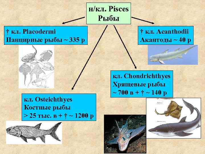 н/кл. Pisces Рыбы † кл. Placodermi Панцирные рыбы ~ 335 р кл. Osteichthyes Костные