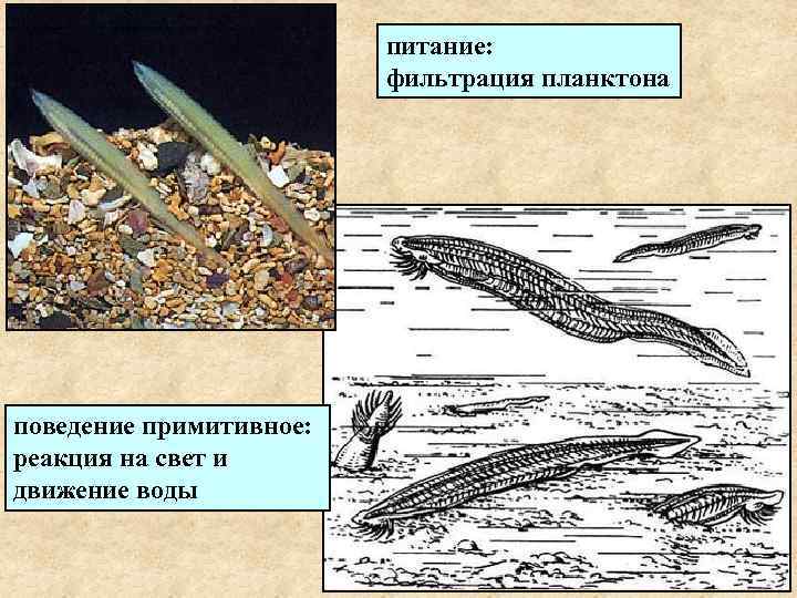 питание: фильтрация планктона поведение примитивное: реакция на свет и движение воды 