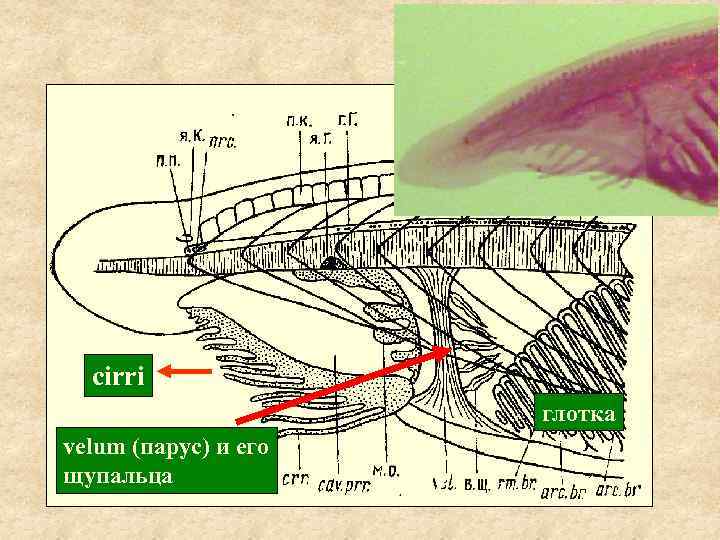 cirri глотка velum (парус) и его щупальца 
