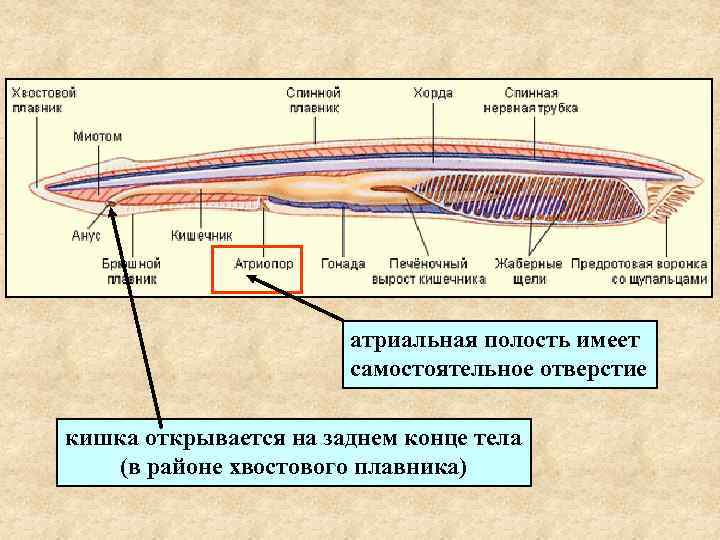 атриальная полость имеет самостоятельное отверстие кишка открывается на заднем конце тела (в районе хвостового