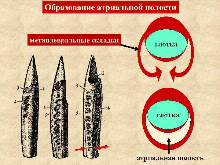 Атриальная полость