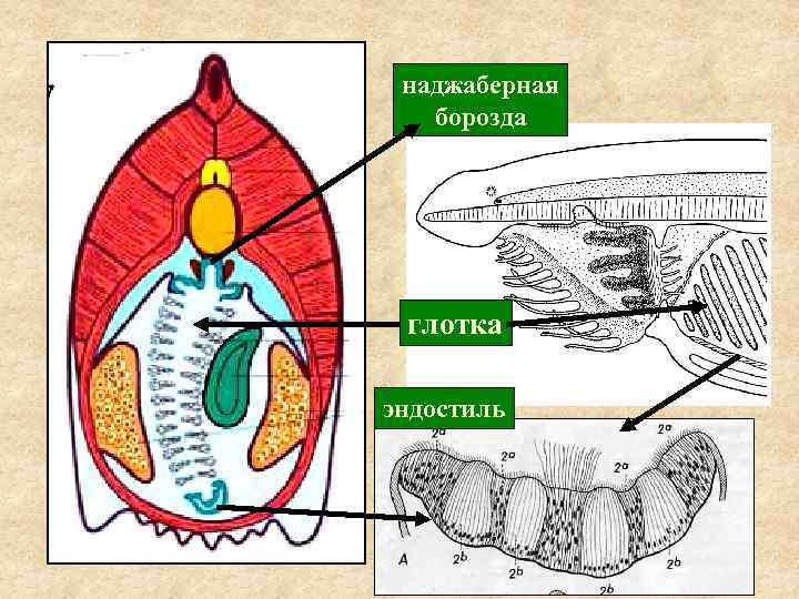 наджаберная борозда глотка эндостиль 