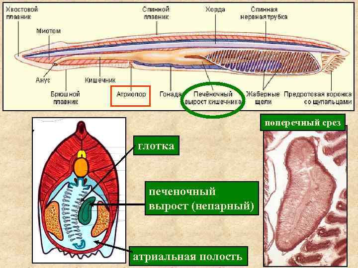 Поперечный разрез ланцетника