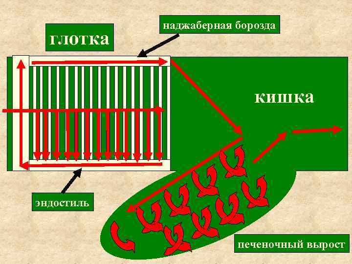 глотка наджаберная борозда кишка эндостиль печеночный вырост 