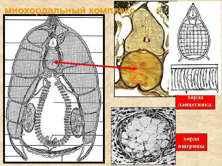 миохордальный комплекс хорда ланцетника хорда ящерицы 