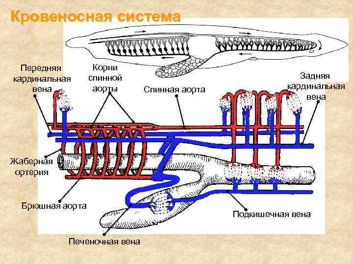 Дыхательная система акулы схема