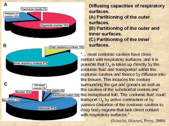 Diffusing capacities of respiratory surfaces. (A) Partitioning of the outer surfaces. (B) Partitioning of