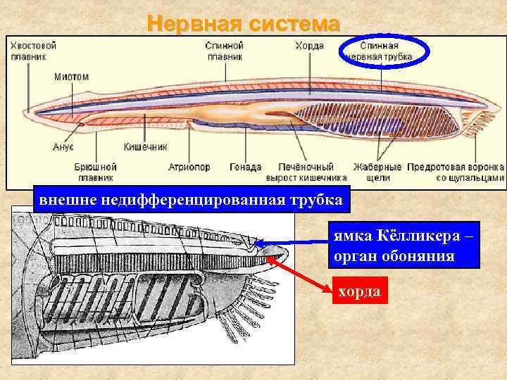 Нервная система хордовых животных трубчатого типа