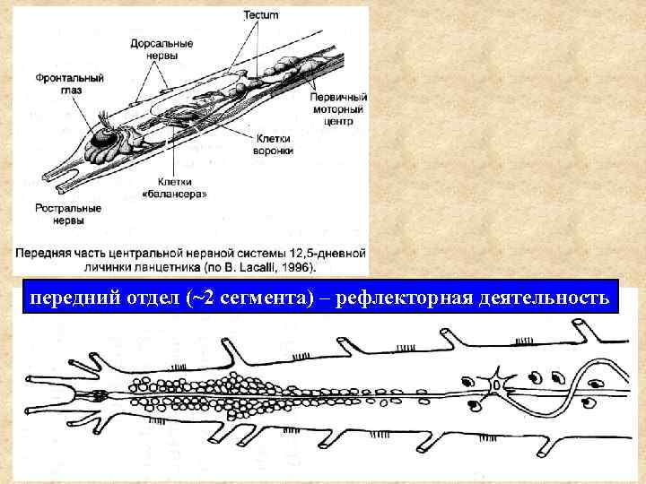 передний отдел (~2 сегмента) – рефлекторная деятельность 