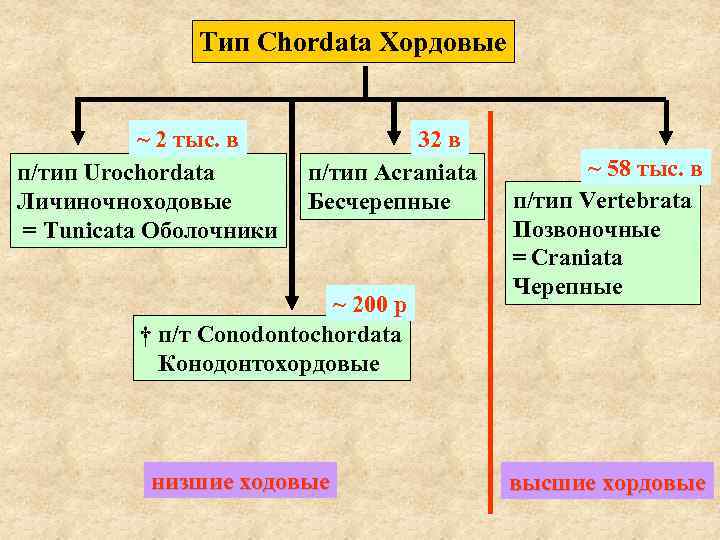 Тип Chordata Хордовые ~ 2 тыс. в п/тип Urochordata Личиночноходовые = Tunicata Оболочники 32