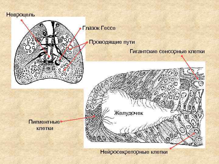 Невроцель Глазок Гессе Проводящие пути Гигантские сенсорные клетки Желудочек Пигментные клетки Нейросекреторные клетки 