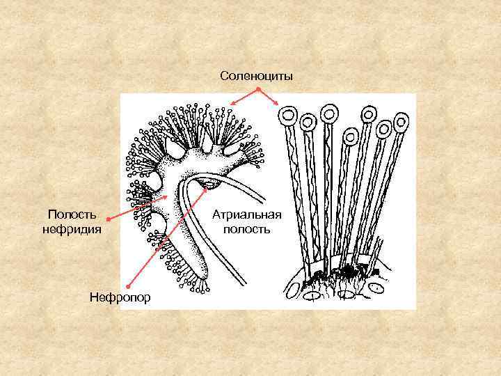 Атриальная полость