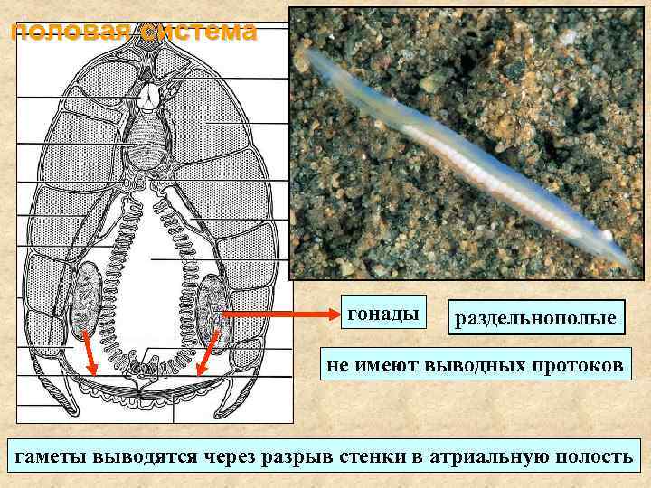 половая система гонады раздельнополые не имеют выводных протоков гаметы выводятся через разрыв стенки в