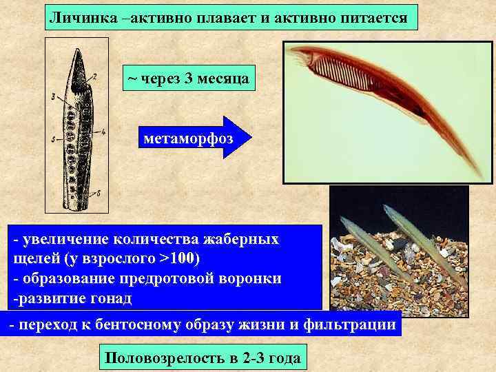 Личинка –активно плавает и активно питается ~ через 3 месяца метаморфоз - увеличение количества