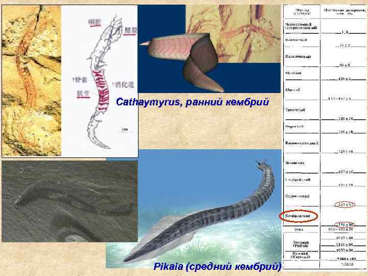 Cathaymyrus, ранний кембрий Pikaia (средний кембрий) 
