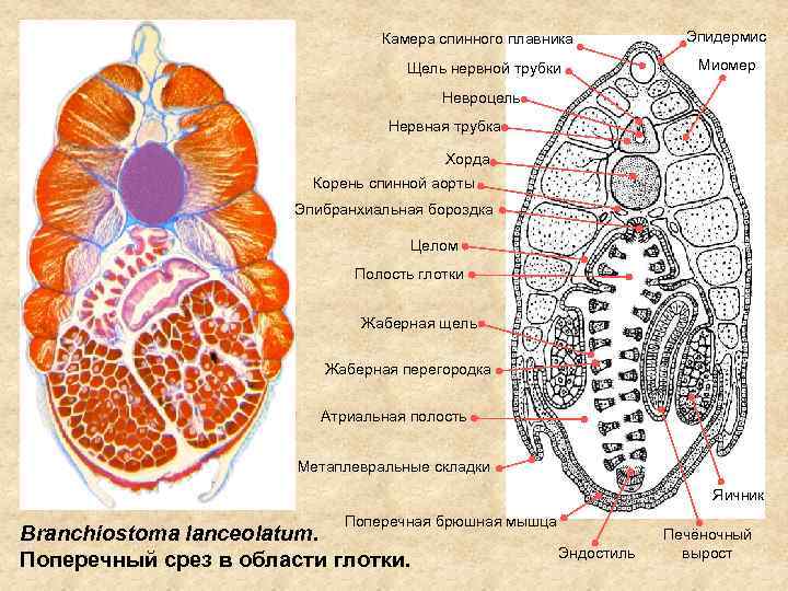 Атриальная полость