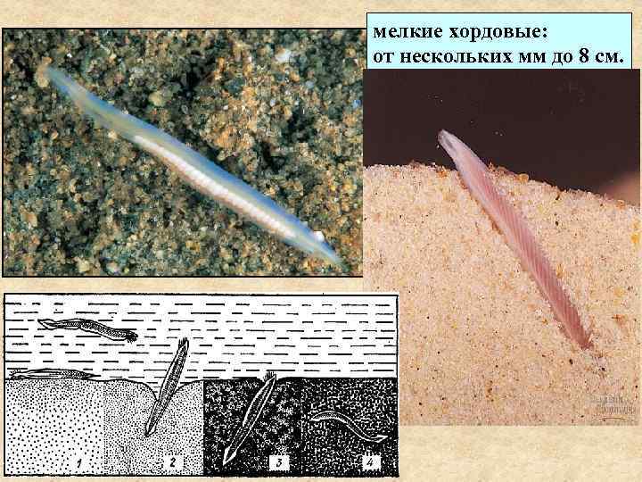 мелкие хордовые: от нескольких мм до 8 см. 