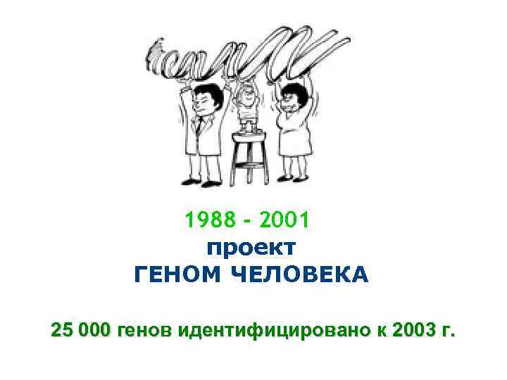 1988 - 2001 проект ГЕНОМ ЧЕЛОВЕКА 25 000 генов идентифицировано к 2003 г. 