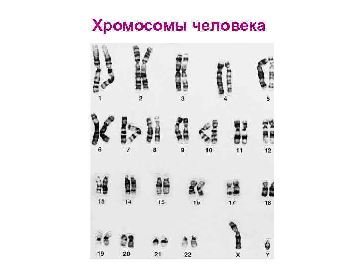 Хромосомы человека 