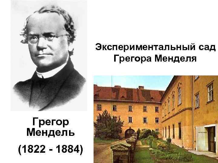 Экспериментальный сад Грегора Менделя Грегор Мендель (1822 - 1884) 