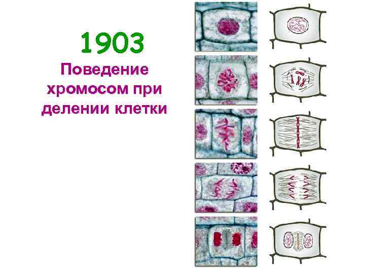 1903 Поведение хромосом при делении клетки 