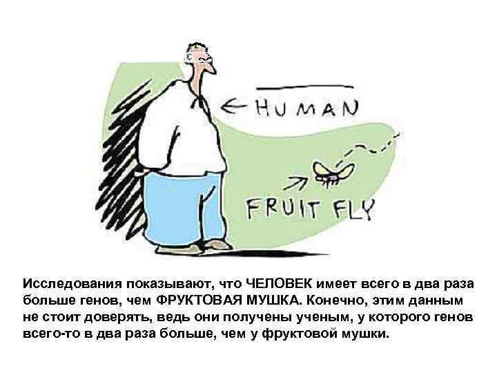 Исследования показывают, что ЧЕЛОВЕК имеет всего в два раза больше генов, чем ФРУКТОВАЯ МУШКА.