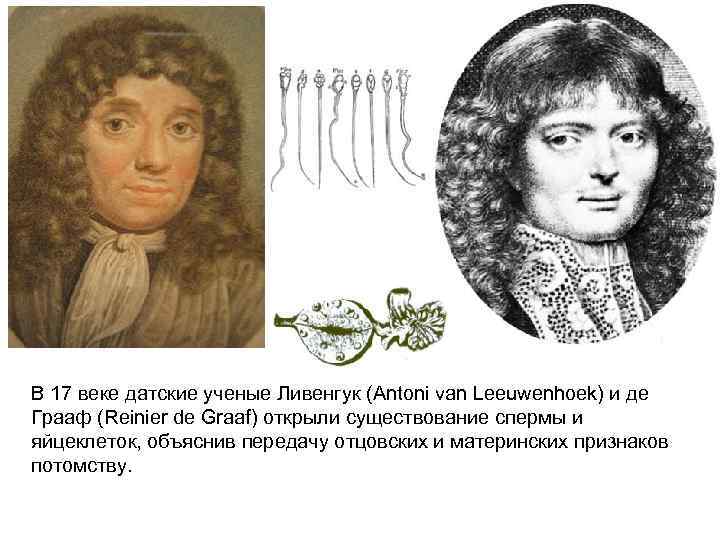 В 17 веке датские ученые Ливенгук (Antoni van Leeuwenhoek) и де Грааф (Reinier de