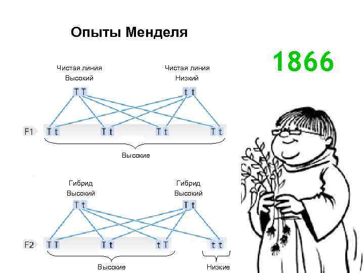 Опыты Менделя Чистая линия Высокий Чистая линия Низкий Высокие Гибрид Высокий Высокие Низкие 1866