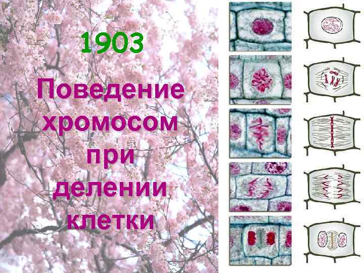 1903 Поведение хромосом при делении клетки 