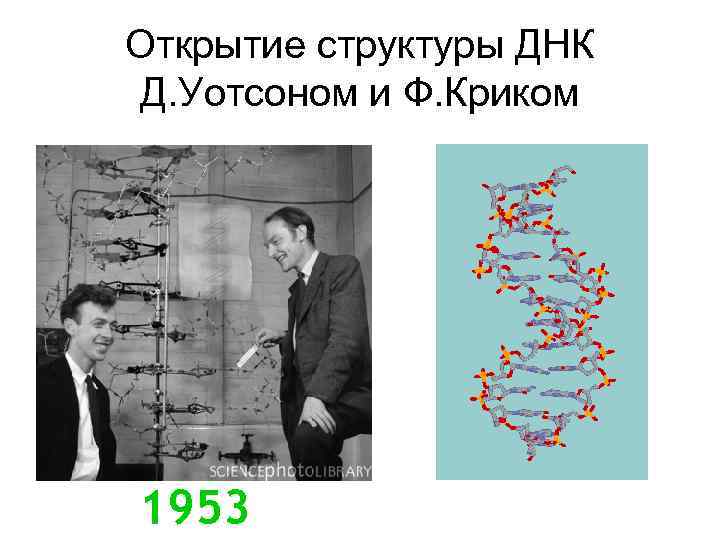 Открытие структуры ДНК Д. Уотсоном и Ф. Криком 1953 