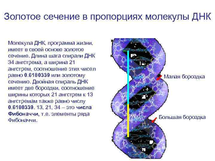 Имеет одну молекулу днк. Золотое сечение в строении ДНК. Молекула ДНК золотое сечение. Золотое сечение в ДНК человека. Числа Фибоначчи ДНК.