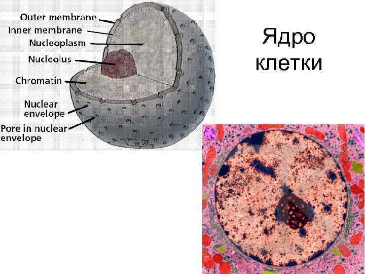 Извлечение соматического ядра клетки