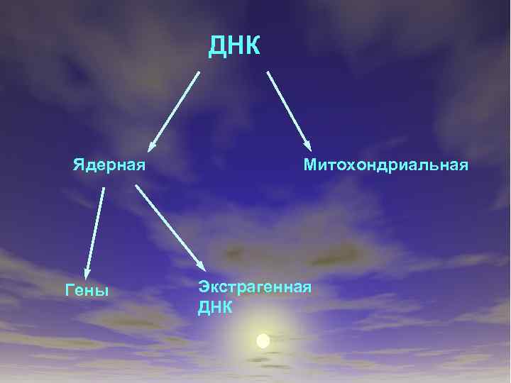 ДНК Ядерная Гены Митохондриальная Экстрагенная ДНК 