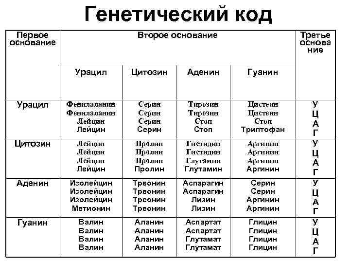 Генетический код первое второе третье основание. Триптофан генетический код. Лейцин генетический код. Генетический код таблица.